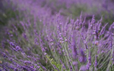 L’olio essenziale di lavanda riduce il mal di testa